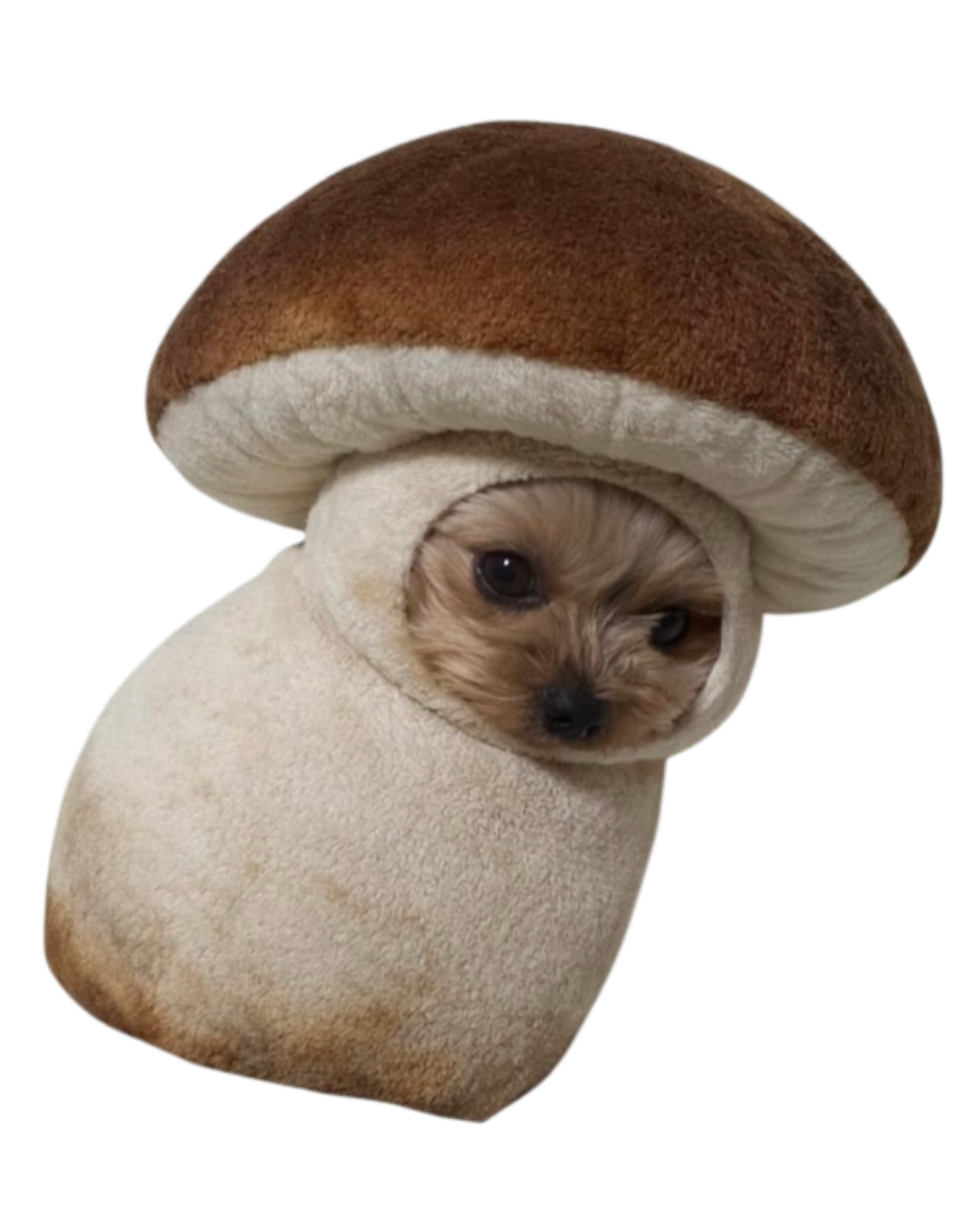 A small dog dressed as a mushroom